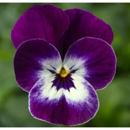 Семена цветов Виола рогатая Syngenta Penny Pro Violet Face 500 шт. (BN13128-2)