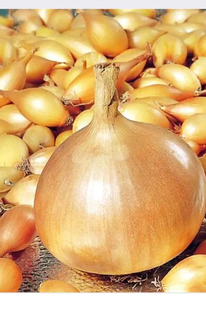 Озимый лук-севок Радар 0,5 кг (24) Озимый лук-севок Радар 0,5 кг (24)