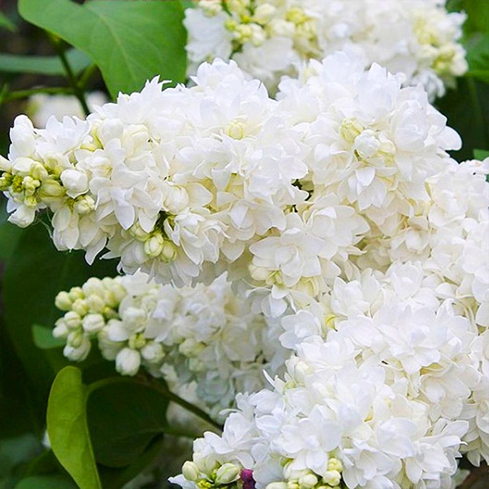 Саджанець бузку Аліса Хардінг щеплена (14965003)