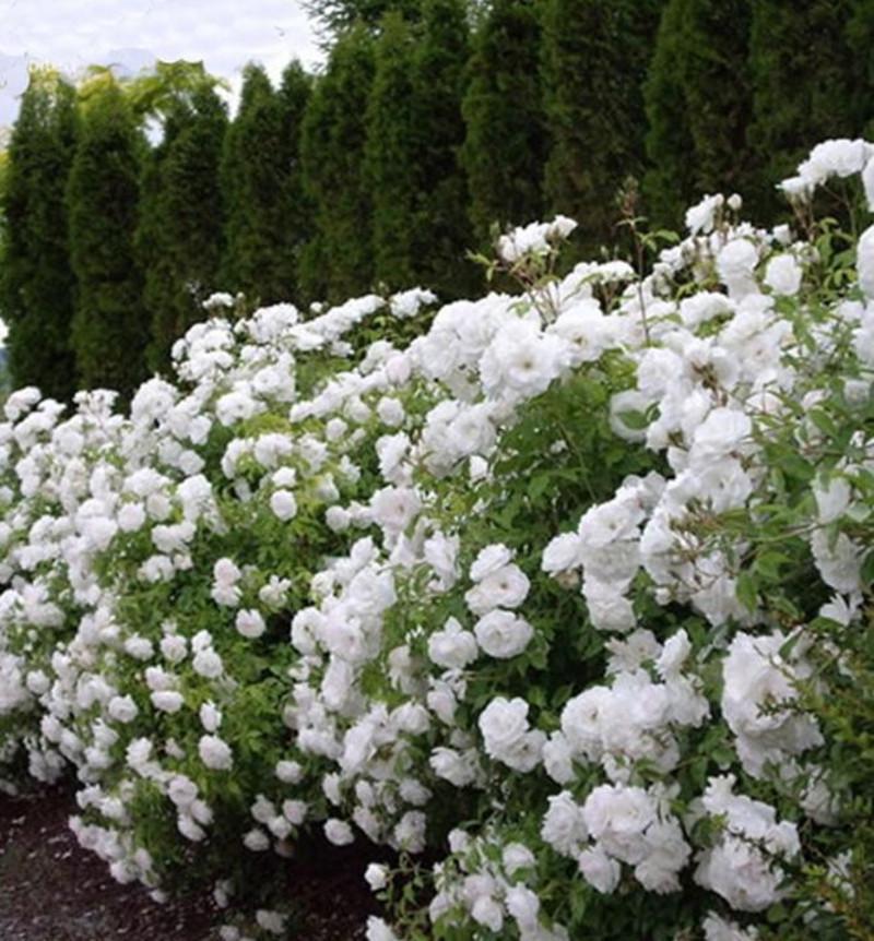 Роза Velet Sea Foam Шраб ВКОНТЕЙНЕРЕ (2669431204)