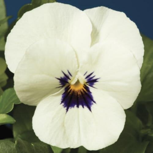 Семена цветов Виола рогатая Syngenta Penny White Blotch 25 шт. (BN03739-4)