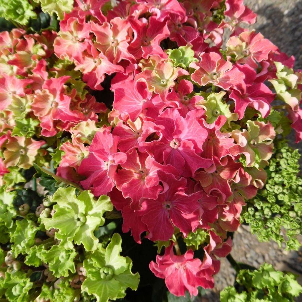 Саженец гортензии крупнолистной Hydrangea macrophylla Curly Sparkle Hot Pink Р9 (1531727515) - фото 2