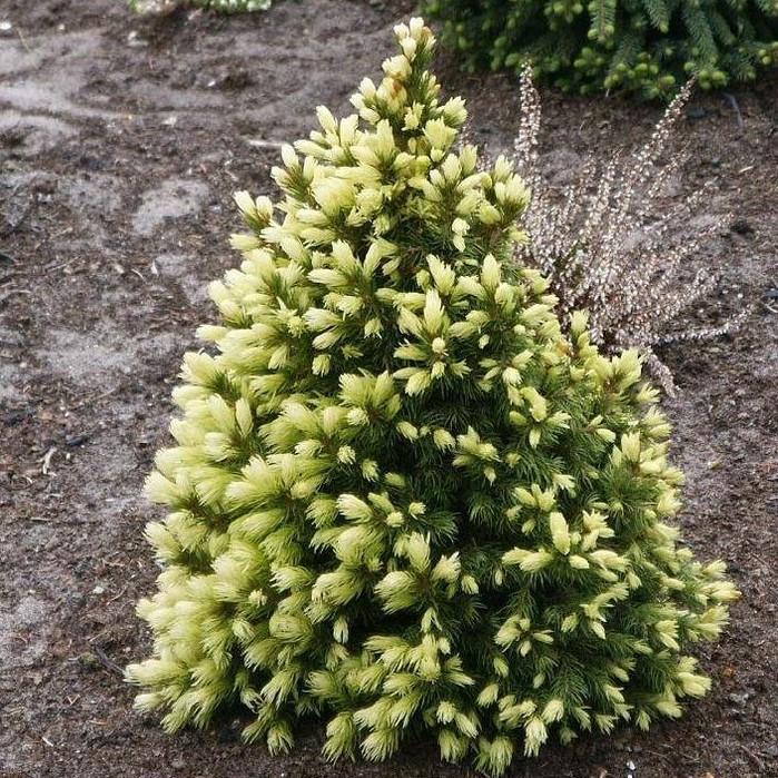 Саджанець ялини канадської Picea glauca Conica Maigold Р9 (590294937) Саджанець ялини канадської Picea glauca Conica Maigold Р9 (590294937)