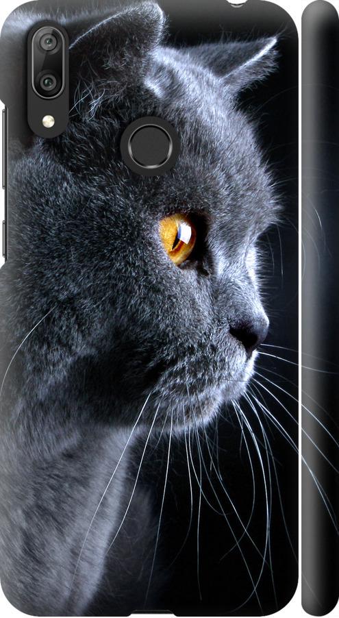 Чехол на Huawei Y7 2019 Красивый кот (3038m-1638-42517)