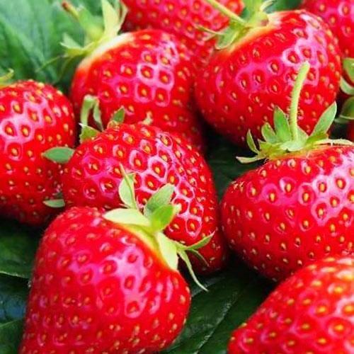 Сажанец Клубника Профьюжен Profession ремонтантный сорт 5 шт. (37291)