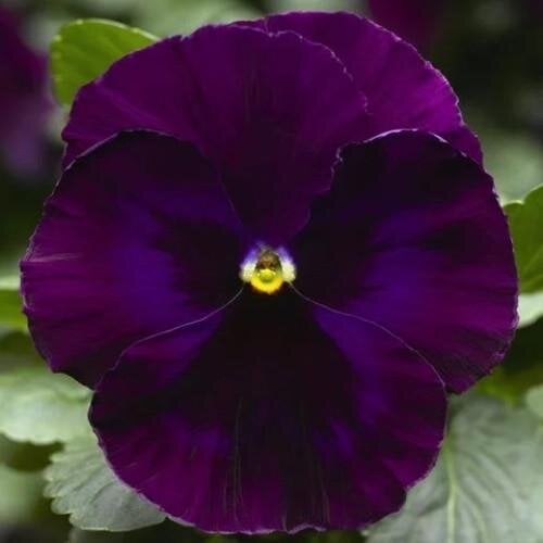 Семена цветов Виола Delta F1 Speedy Purple Syngenta 500 шт. (BN09924-2)