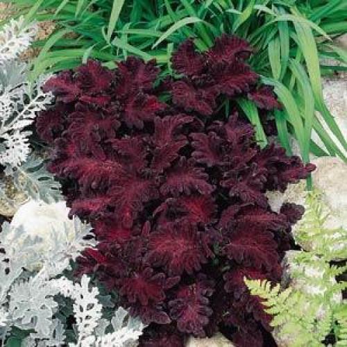 Семена цветов Колеус гибридный BLACK DRAGON PanAmerican 25 шт. (BN00743-4)