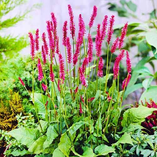 Персикария Florium Speciosa (10580)