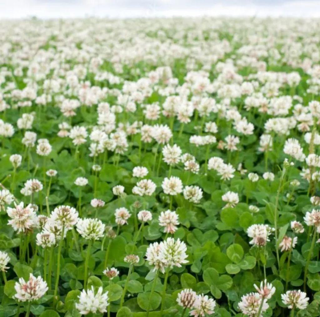 Семена белого клевера GrassNature Ривендел для газона сидерата и медоноса 100 г (3222111513)
