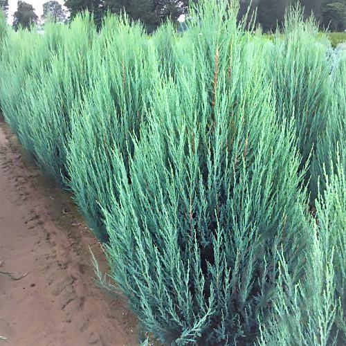 Саджанець ялівцю скельного Juniperus scopulorum Blue Arrow С2 (1656828443) - фото 2 Саджанець ялівцю скельного Juniperus scopulorum Blue Arrow С2 (1656828443) - фото 2