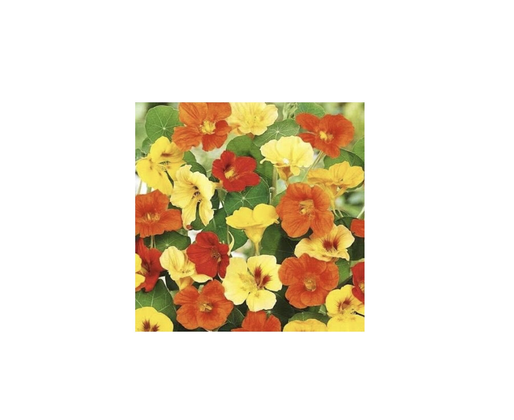 Семена цветов GL Seeds Настурция Мелба 1 г (GL-1015)