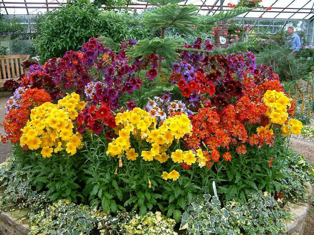 Сальпіглосіс 20 г (38295660)