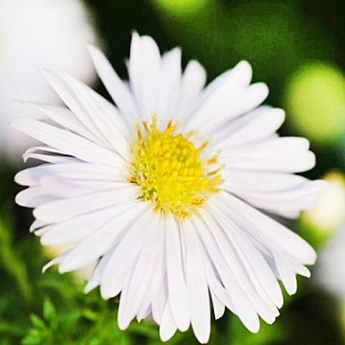 Астра Florium Kristina (6749)