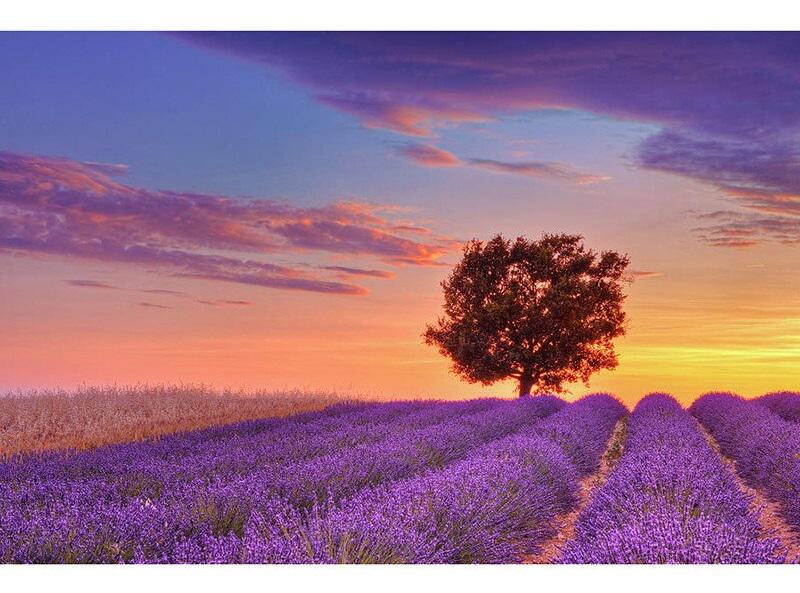 Алмазна мозаїка Diy Дерево на лавандовом поле 30х45 см (Diy-Can30896803)