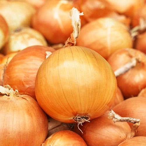 Семена Цибуля Florium на стрічці Халцедон 5 м (22034) - фото 3