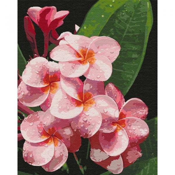 Набор для росписи по номерам Идейка Волшебная плюмерия 40х50 см (КНО3099-mt)