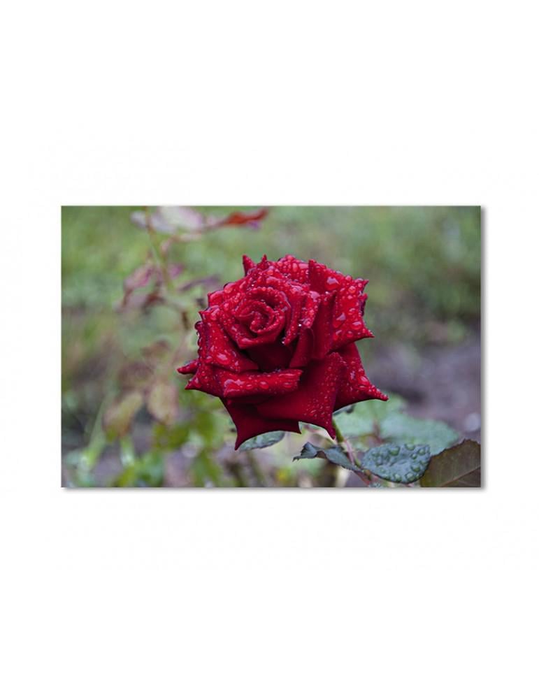 Картина модульная Пурпурная роза в росе 1 модуль 40х60 см