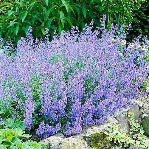 Котовник Florium Dropmore (18435)