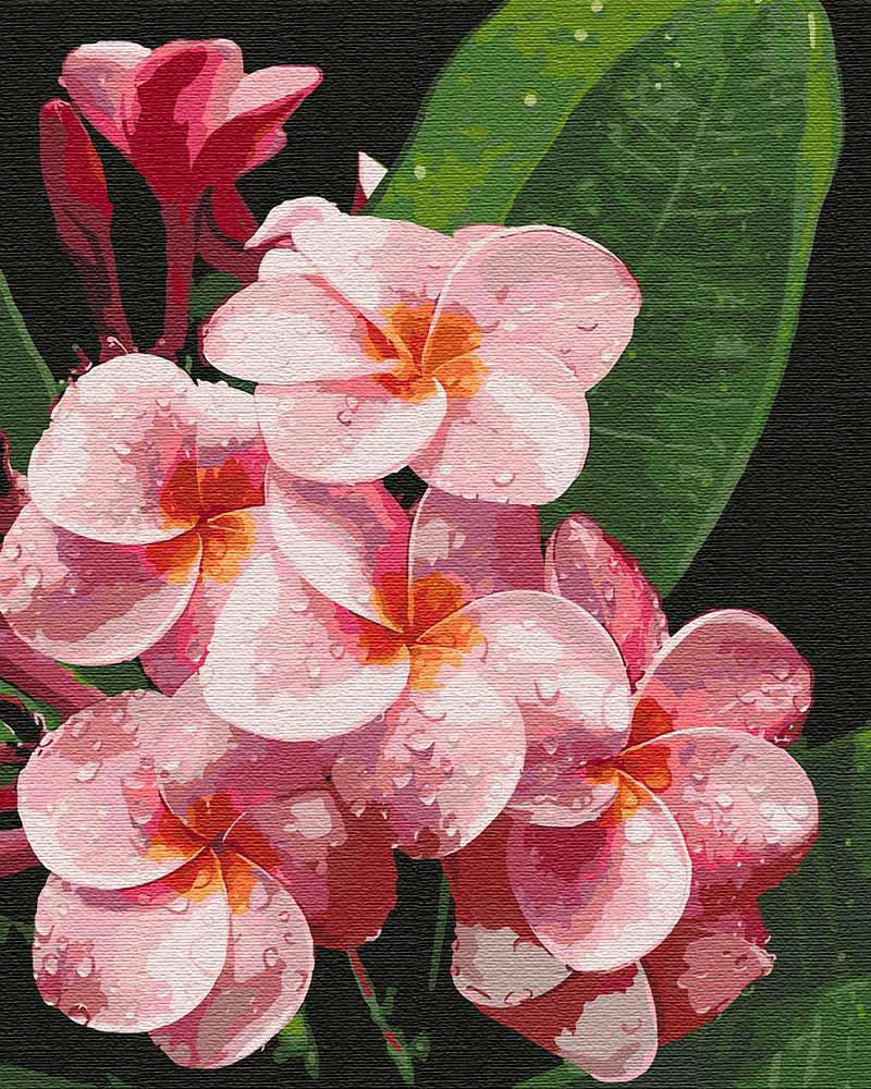 Картина по номерам Идейка "Волшебная плюмерия" 40х50 см (KH3099)