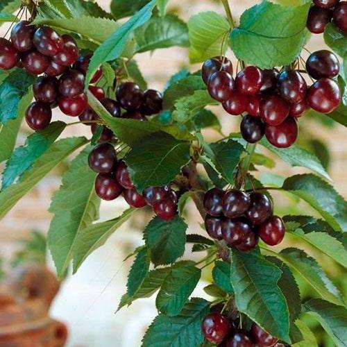 Сажанец Вишня Славянка гибрид черешня+вишня ранний срок созревания (52731)