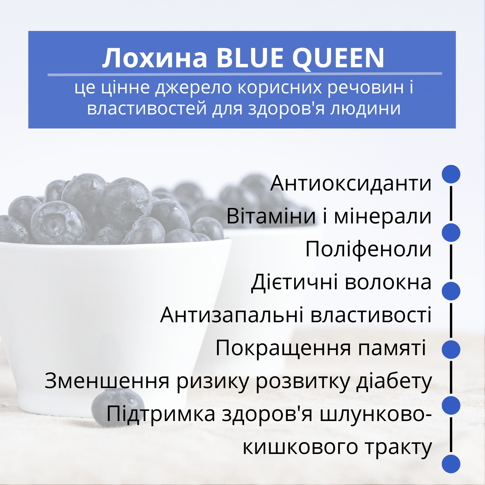 Саджанець лохини сорту Blue Queen 2 роки 45-60 см (00248-03) - фото 5