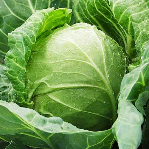 Насіння Капуста Florium Білокочанна Зенон F1 пізня (6284)