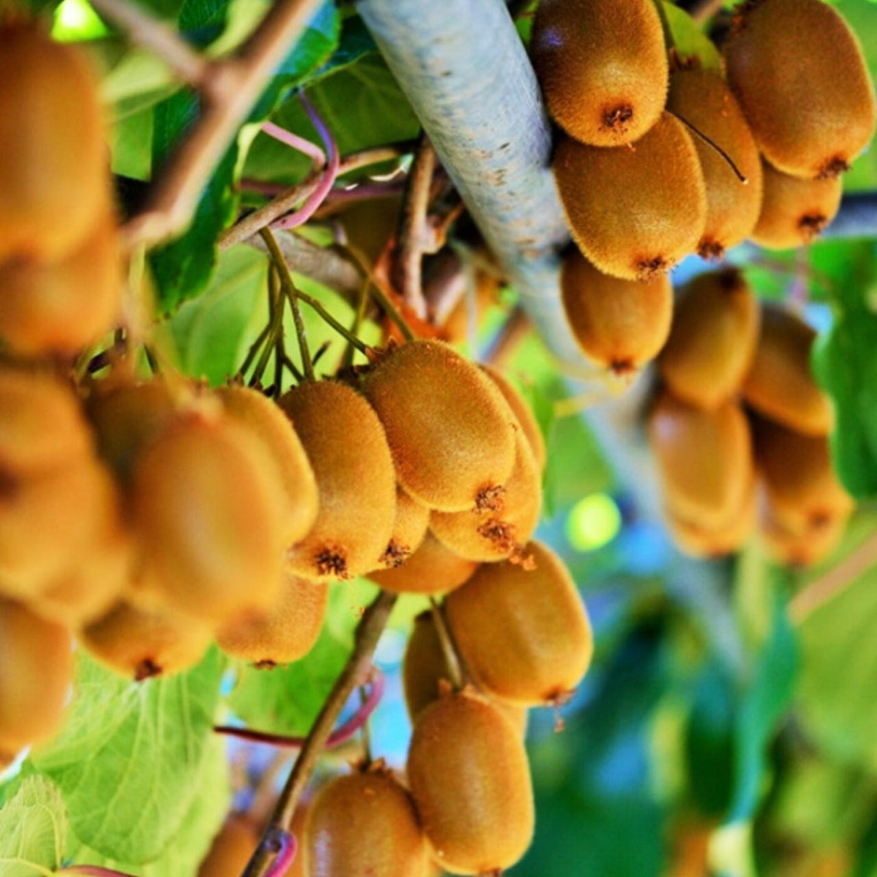 Саджанець ківі Закарпатський самоплідний 1, 5-річний Р 0,7 л (2087660940)