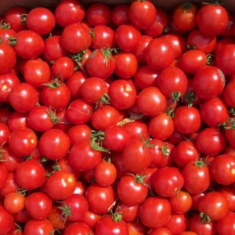 Насіння Томат Детермінантний Kitano Seeds KONORI F1 1 000 шт. (2072791349) Насіння Томат Детермінантний Kitano Seeds KONORI F1 1 000 шт. (2072791349)