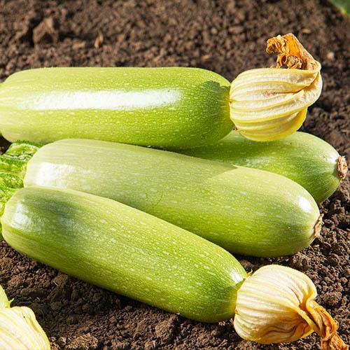 Насіння Кабачок Florium Аймаран F1 (6659)