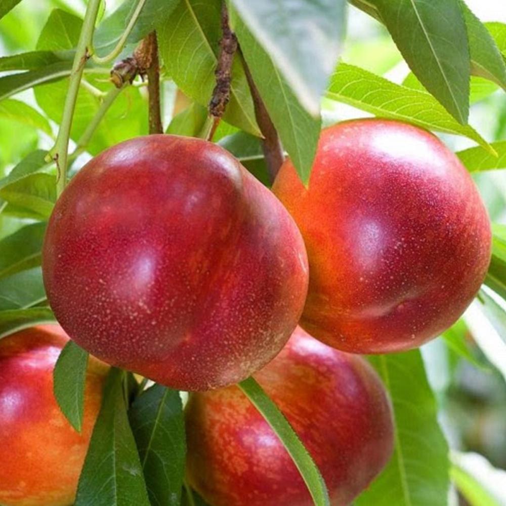 Саджанець нектарину Фентезі 2 річний (14965488)