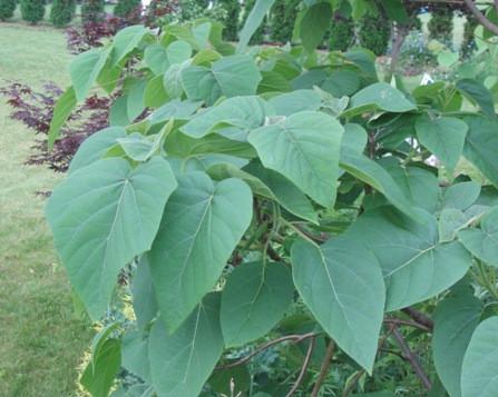 Семена Павловния войлочная Paulownia tomentosa 200+ шт./уп. - фото 6