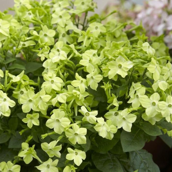 Семена цветов Syngenta Табак крылатый Saratoga Lime 50 шт. (BN01604-3)