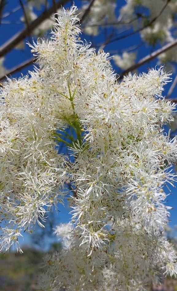 Насіння Ясен білоквітковий Fraxinus ornus білий манний або мановий 20 шт. - фото 2