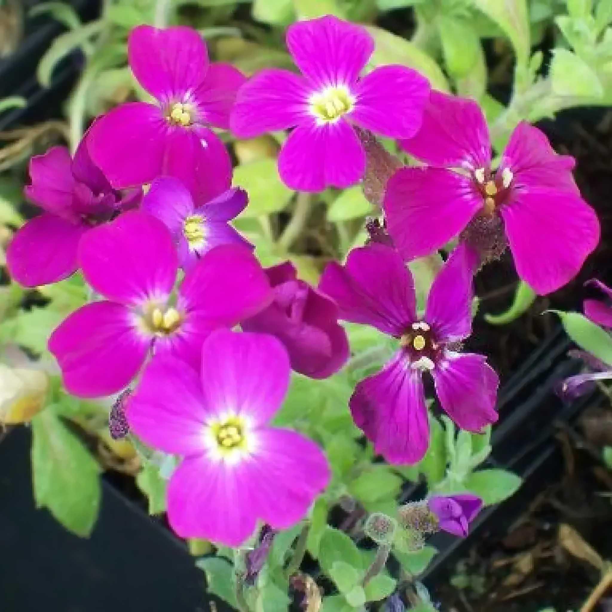 Саджанець Обрієта гібридна Лукас Aubrieta hybrida Lucas 1 шт.