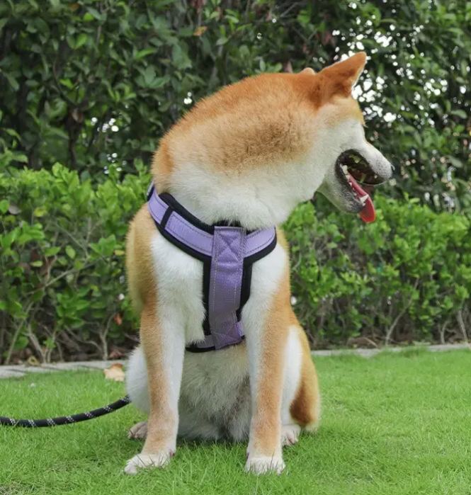 Шлей для собак дрібних і середніх порід на 2 кільця світловідбивна S Фіолетовий (1B0210) - фото 7 Шлей для собак дрібних і середніх порід на 2 кільця світловідбивна S Фіолетовий (1B0210) - фото 7