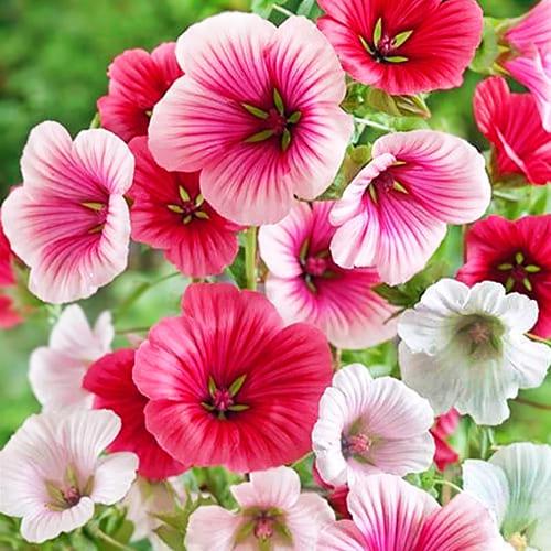 Семена Малопа Florium смесь (17741)