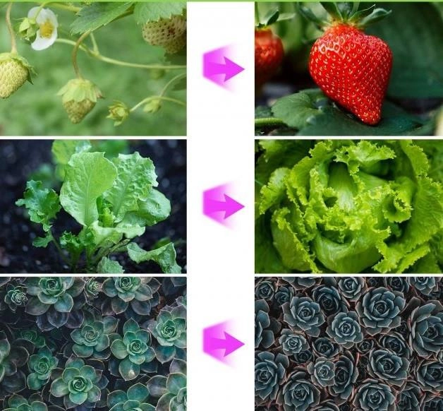 Фітолампа для рослин Plant GrowLight світлодіодна з таймером Чорний - фото 10
