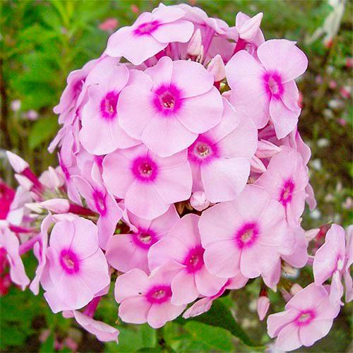 Флокс Florium Brilliant Eye (10574)