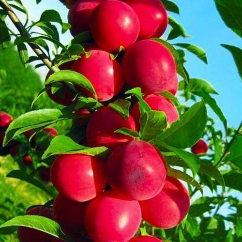 Сажанец Слива-персик колоновидная летний сорт средний срок созревания (35444)