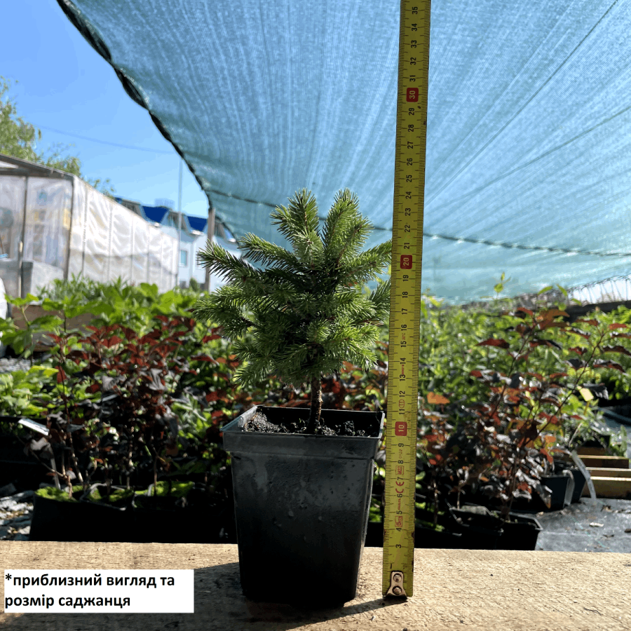 Саджанець ялини Енгельмана Picea engelmannii Р9 (1037211976) - фото 2