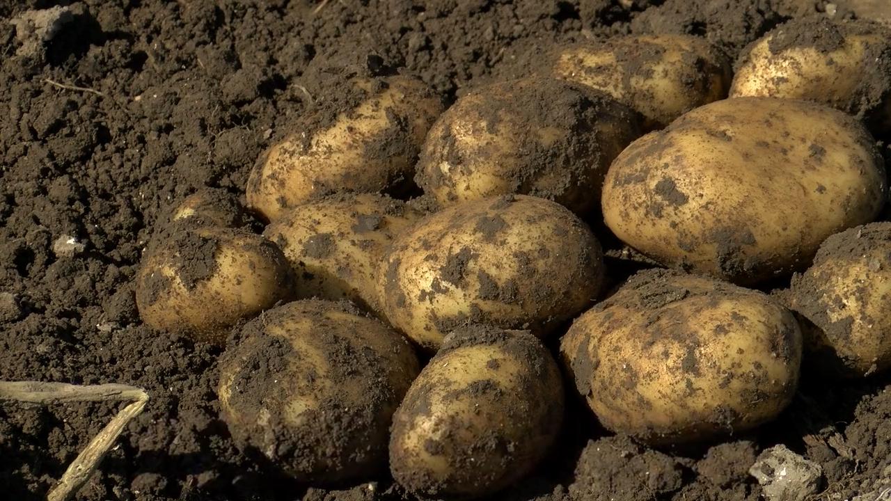 Картофель Парадизо 1 кг (38285666)