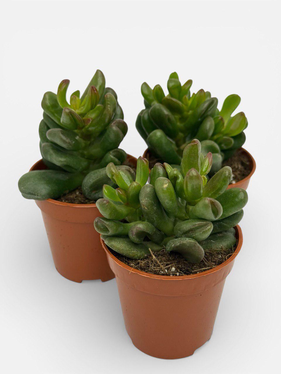 Крассула Микс Crassula Mix (38299870) - фото 4