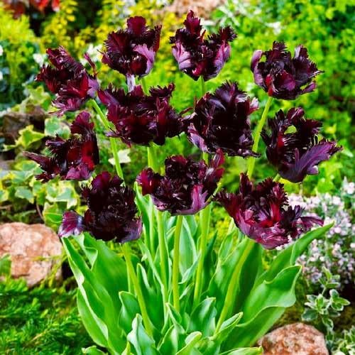 Тюльпан Florium Black Parr (3317) - фото 2 Тюльпан Florium Black Parr (3317) - фото 2