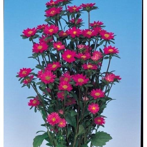 Семена цветов Астра на срез Serenade Rose Sakata 25 шт. (BN06558-4)
