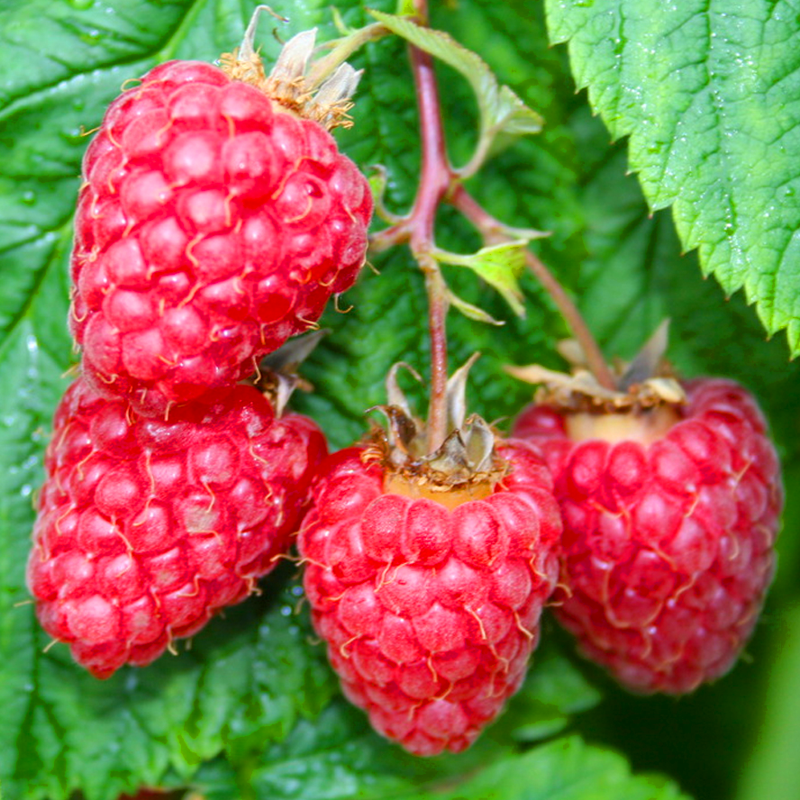 Саженец малины ремонтантной сочная бесколючковая (1756148652)