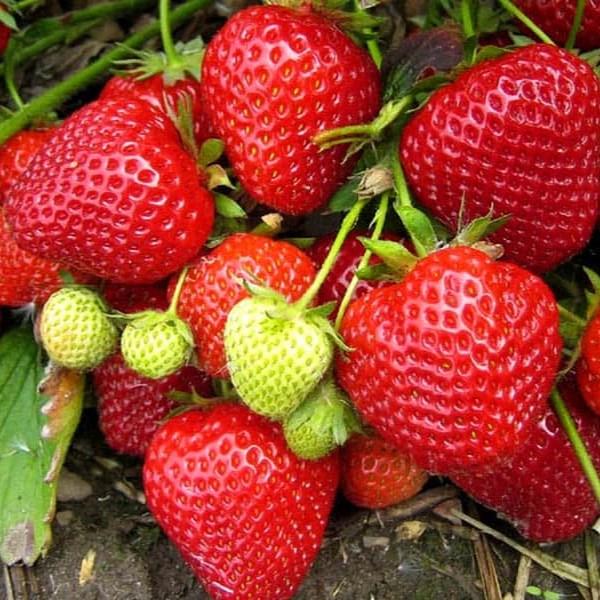 Саженец клубники Malling Pandora поздняя (2063409433)