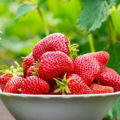 Сажанец Клубника ярко красная Флорида Элиана Florida Eliana премиальный высокоурожайный сорт раннего срока созревания (51190)