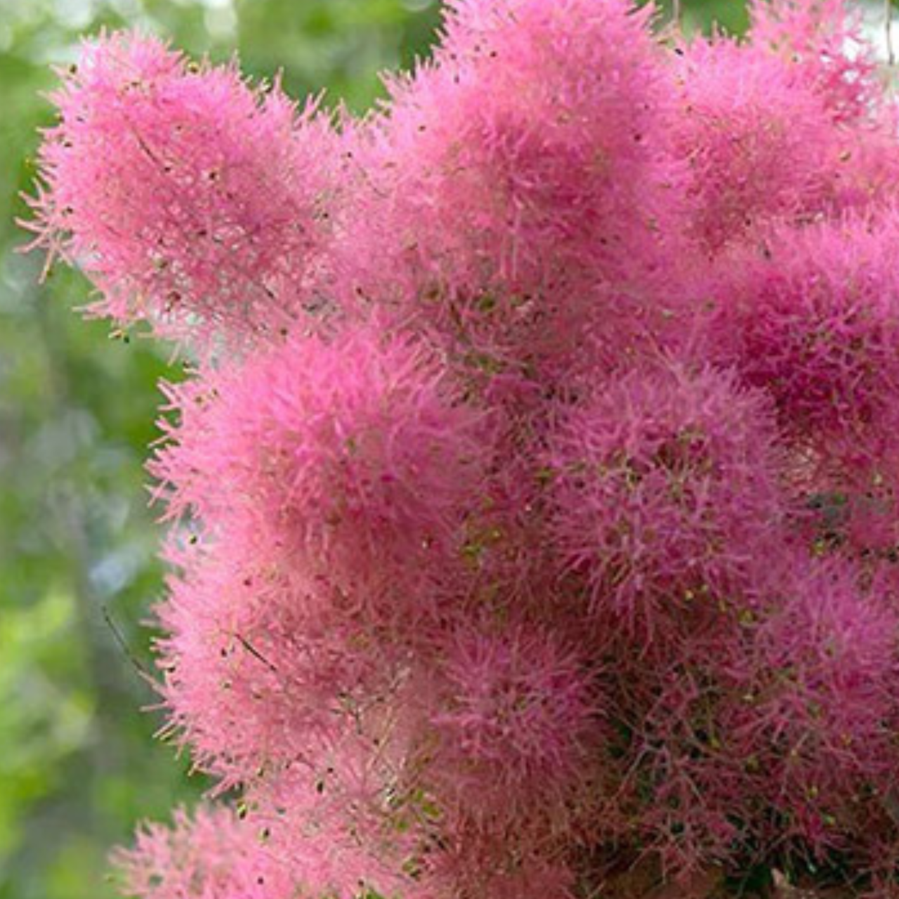 Скумпия кожевенная Smokey Joe С3 (2671078931) - фото 2