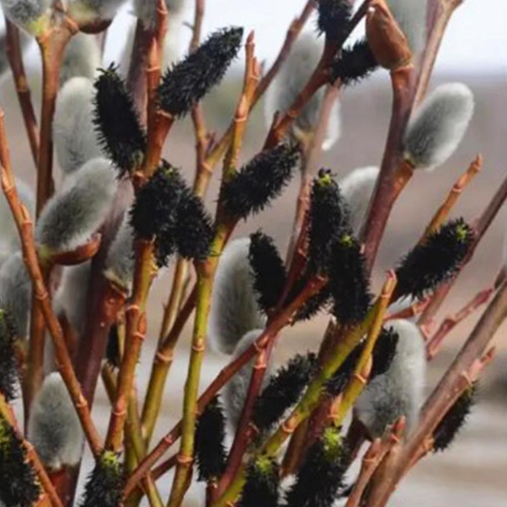 Саженец ивы на штамбе Меланостахис (14965058) Саженец ивы на штамбе Меланостахис (14965058)