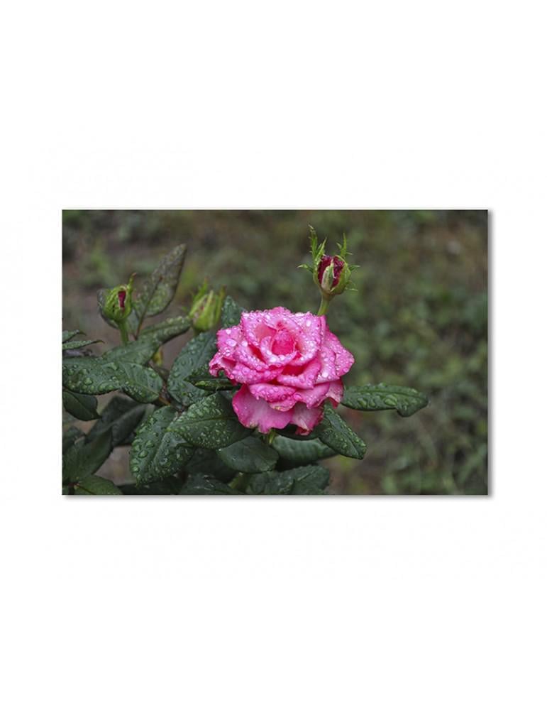 Картина модульная Розовая роза после дождя 1 модуль 50x75 см